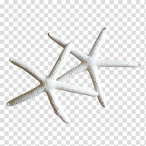 Starfish Euclidean , Starfish transparent background PNG clipart