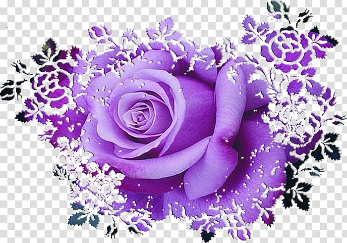 Garden roses Purple , rose transparent background PNG clipart