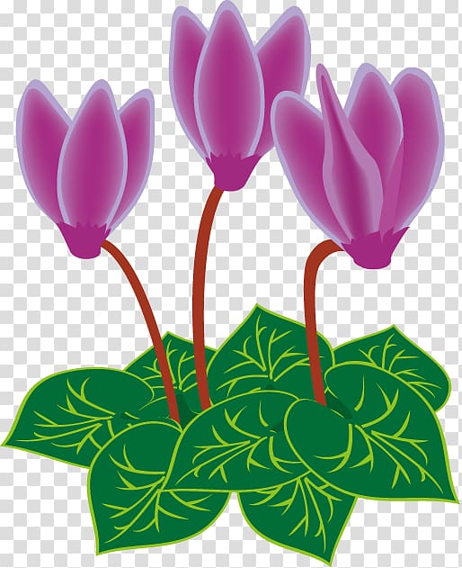Cyclamen persicum , others transparent background PNG clipart