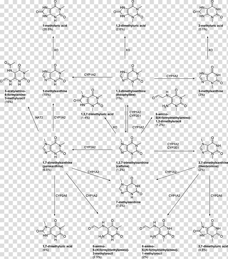 Paraxanthine Caffeine Metabolite Theobromine 1,3,7-Trimethyluric acid, others transparent background PNG clipart