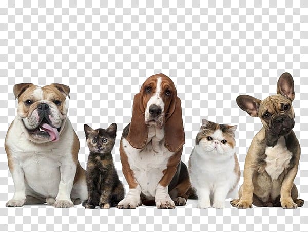 sign super meng cute cat dog queue row transparent background PNG clipart