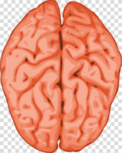 Human brain Grey matter , Human Anatomy transparent background PNG clipart