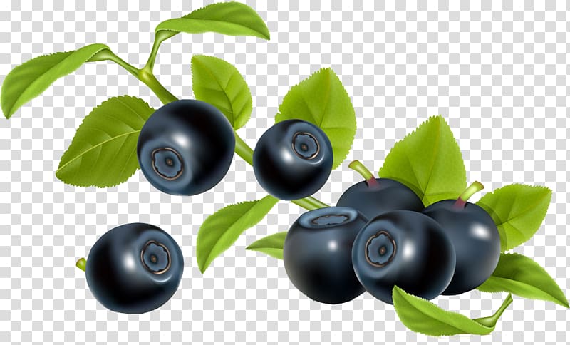 Blueberry Bilberry Illustration, Blueberry fruit transparent background PNG clipart