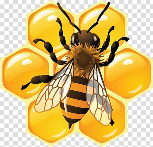 Honey bee Honeycomb Food, bee transparent background PNG clipart
