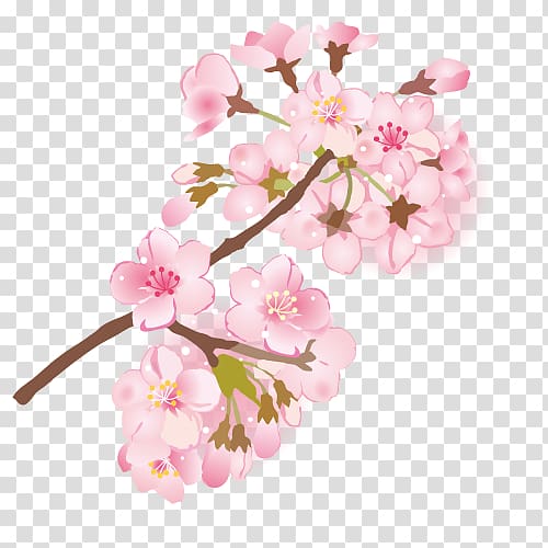 Cherry blossom Branch Depiction 葉桜, cherry blossom transparent background PNG clipart