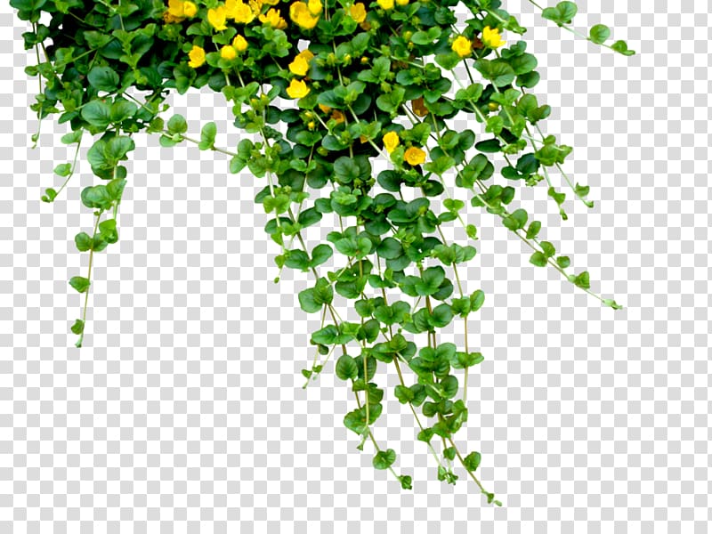 green and yellow plant, Bengali New Year (Pxf4hela Boishakh) Journey Through Many Worlds, Flowers transparent background PNG clipart