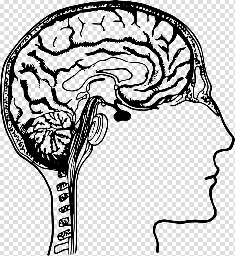 Idea Human brain , Brain transparent background PNG clipart