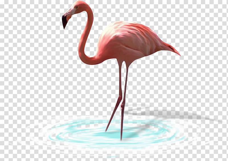 Bird Greater flamingo White stork Heron, Animal painted birds, insects,Flamingos transparent background PNG clipart