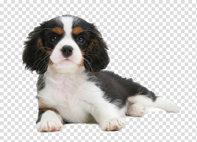 Cavalier King Charles Spaniel Puppy Cavachon Dog breed, puppy transparent background PNG clipart