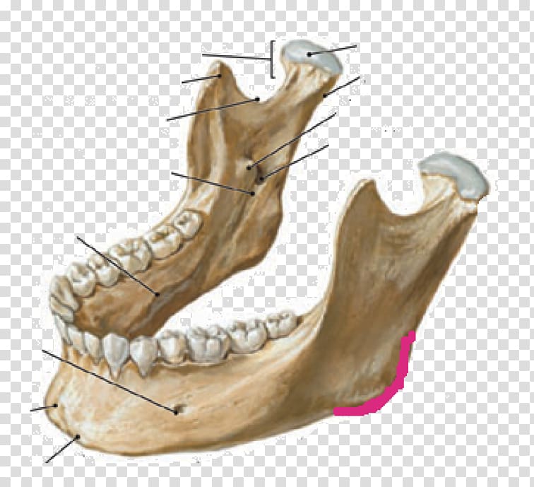 Mandible Anatomy Jaw Skull Infratemporal fossa, skull transparent background PNG clipart