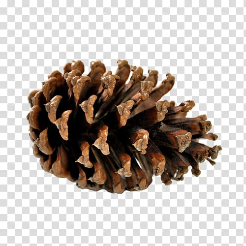 Pine Conifer cone Information Confectionery, Brown pine cone transparent background PNG clipart