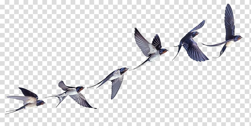 six black-and-white flying birds , Barn swallow Bird flight Bird flight, flock of birds transparent background PNG clipart