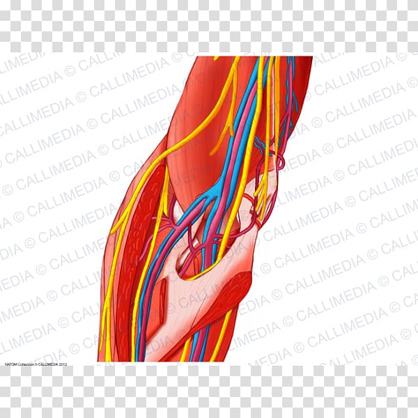 Elbow Forearm Nerve Muscle, arm transparent background PNG clipart