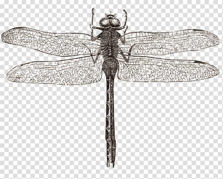 Dragonfly Butterfly Drawing Libellula, dragon fly transparent background PNG clipart
