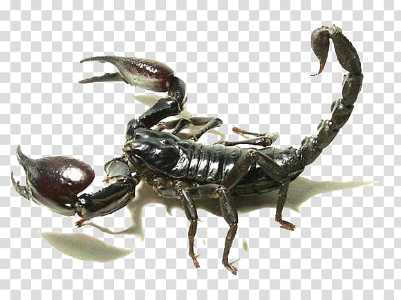 Scorpion Insect, Black Scorpion transparent background PNG clipart