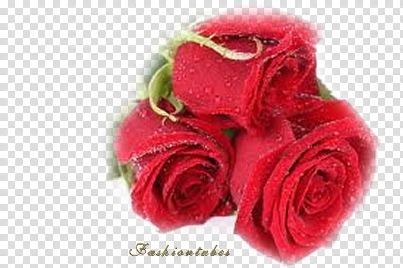 Best Roses Flower Desktop Red, flower transparent background PNG clipart