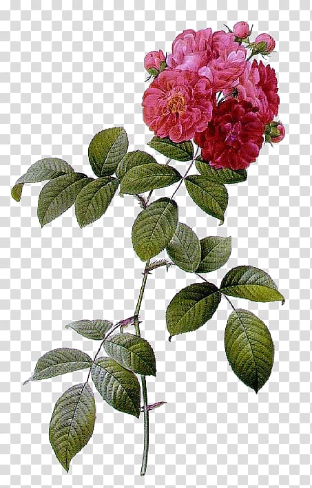 pink peony flowers, Multiflora rose Les roses French rose Beach rose Shining rose, flower transparent background PNG clipart