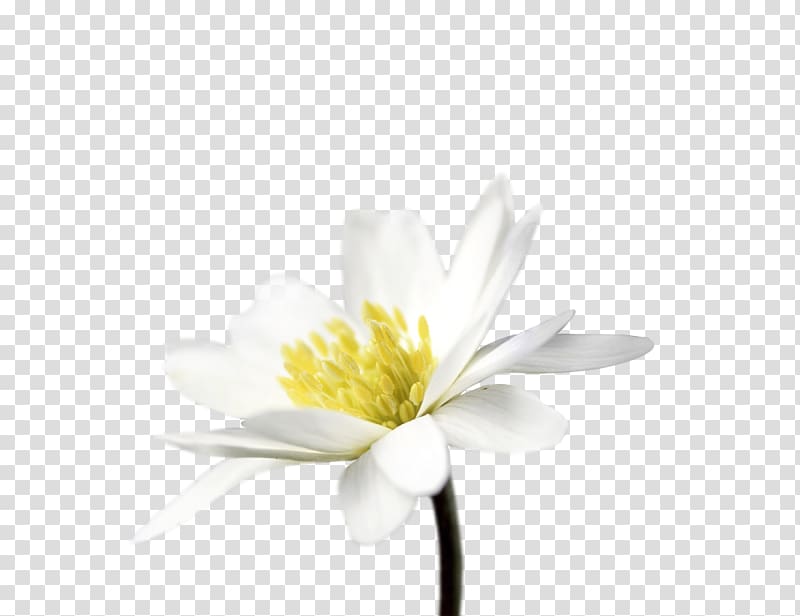 Cut flowers Daisy family Common daisy Petal, water lilies transparent background PNG clipart