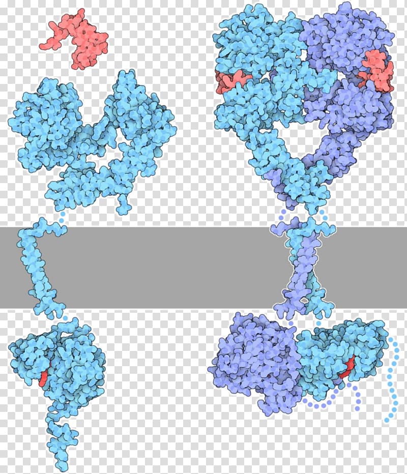 Receptor tyrosine kinase Protein kinase, others transparent background PNG clipart