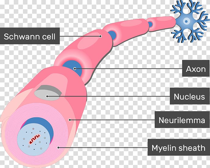 Schwann cell Myelin Neurilemma Axon Neuron, nervous system transparent background PNG clipart