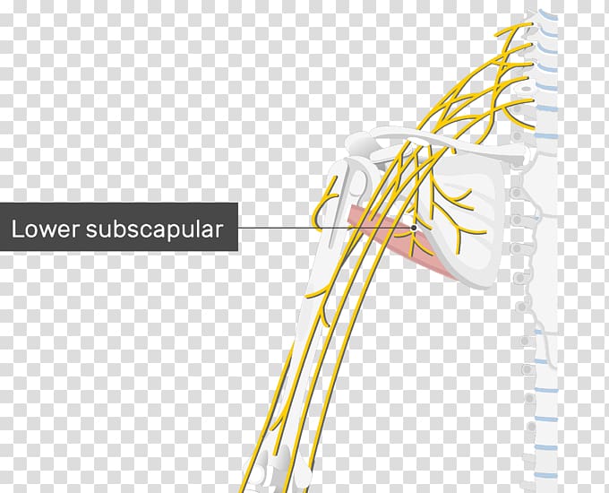 Thoracodorsal nerve Lower subscapular nerve Upper subscapular nerve Thoracodorsal artery, others transparent background PNG clipart