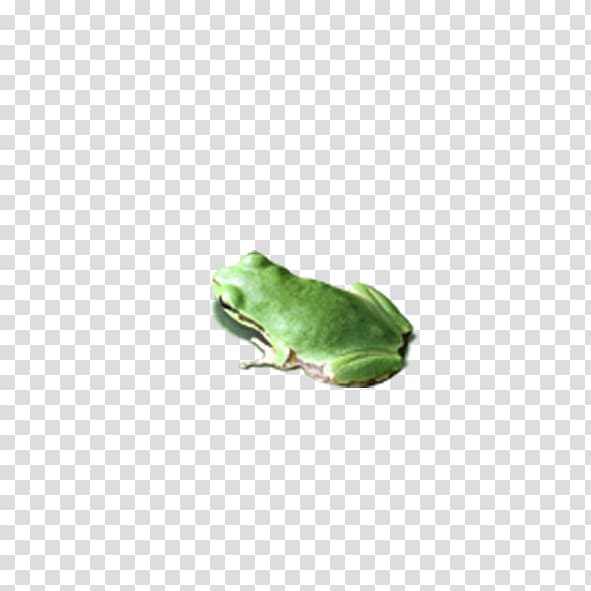 u638cu4e0au7684u5fc3 Leaf, frog transparent background PNG clipart