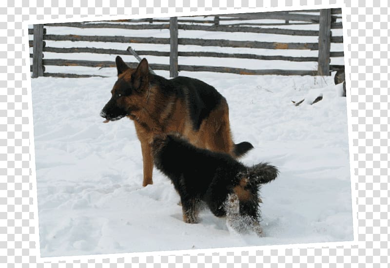 Old German Shepherd Dog King Shepherd Dog breed Sporting Group, hunde transparent background PNG clipart