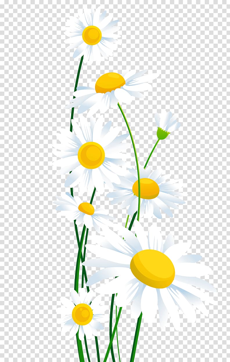 Free download | White daisies illustration, Common daisy , White