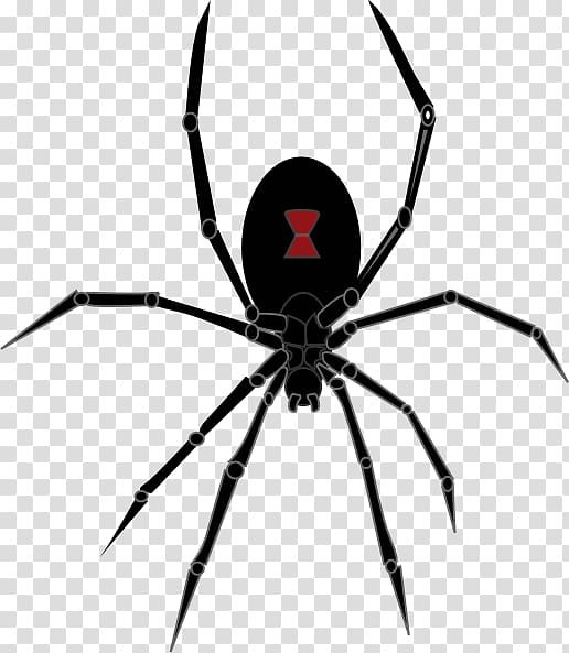 Redback spider Southern black widow , Cartoon Spiders transparent background PNG clipart