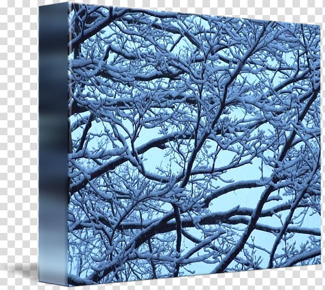 Twig Winter Branch Tree Snow, winter transparent background PNG clipart