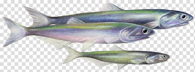 Sardine Fish products Coho salmon Mackerel Oily fish, going to school transparent background PNG clipart