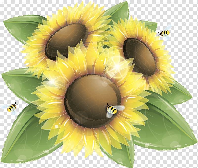 Common sunflower Honey bee , sunflower oil transparent background PNG clipart