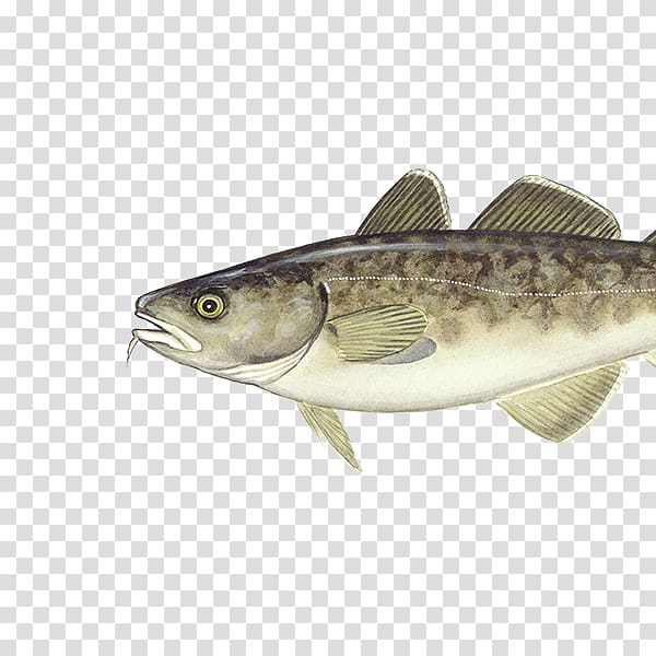 Atlantic cod Pacific cod Alaska pollock Seafood, Varieties Gadus Morhua transparent background PNG clipart
