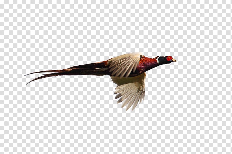 Pheasant Goose Cygnini Flight Bird, goose transparent background PNG clipart