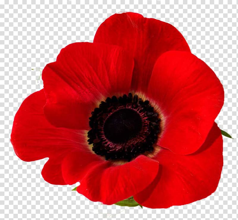 Remembrance poppy Down to earth garden flowers Common poppy, poppy transparent background PNG clipart