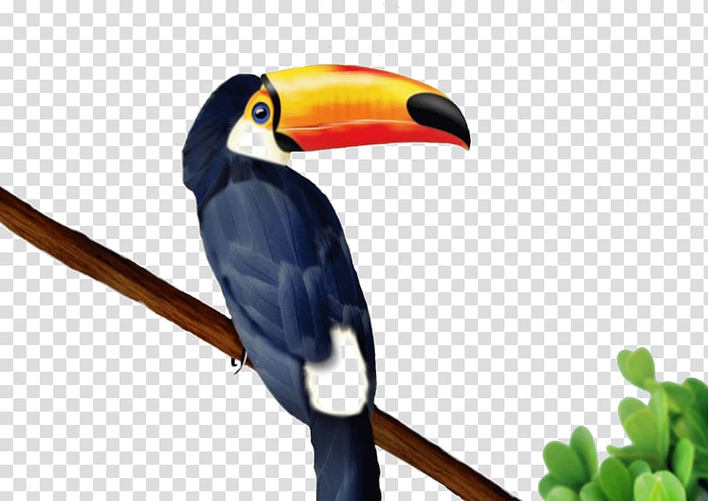 Toucan Drawing , toucan transparent background PNG clipart