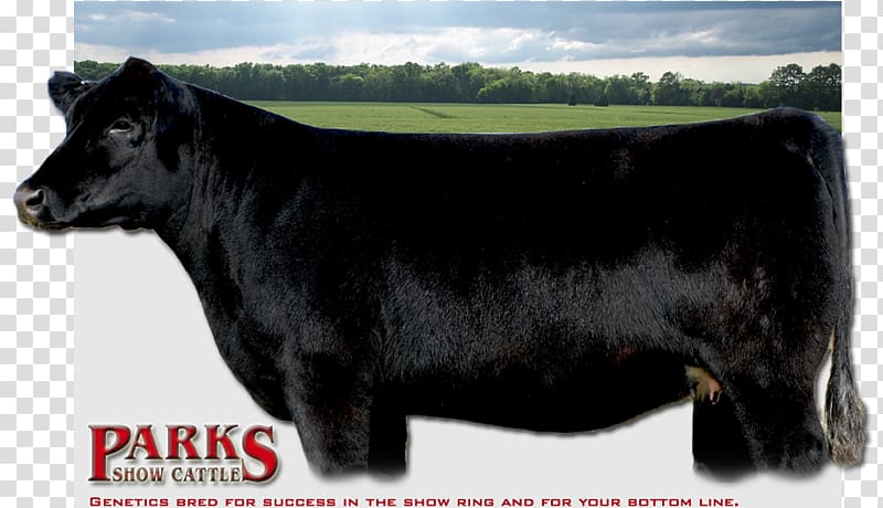 Maine-Anjou cattle Beef cattle Simmental cattle Bull Live show, bull transparent background PNG clipart