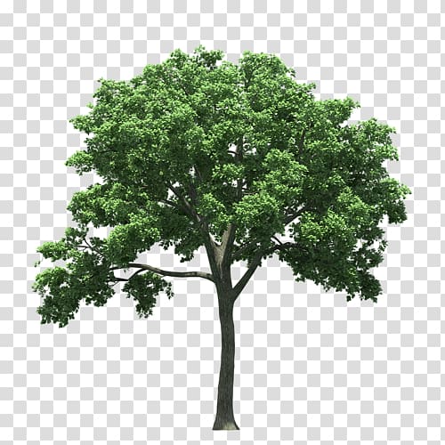 American elm Tree Cedar elm Quercus polymorpha Maple, tree transparent background PNG clipart
