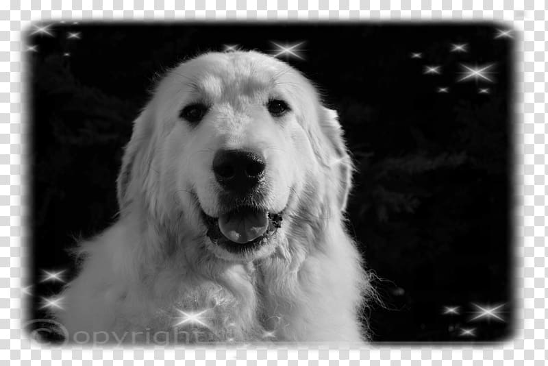 Great Pyrenees Kuvasz Slovak Cuvac Goldendoodle South Russian Ovcharka, great pyrenees transparent background PNG clipart