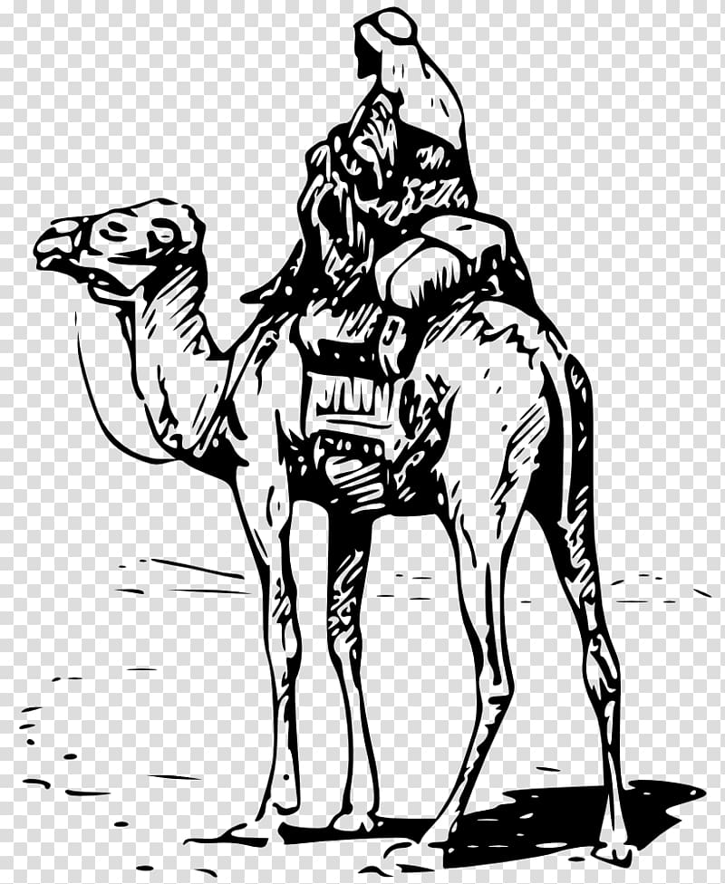 Dromedary Bactrian camel Silk Road Equestrian , others transparent background PNG clipart