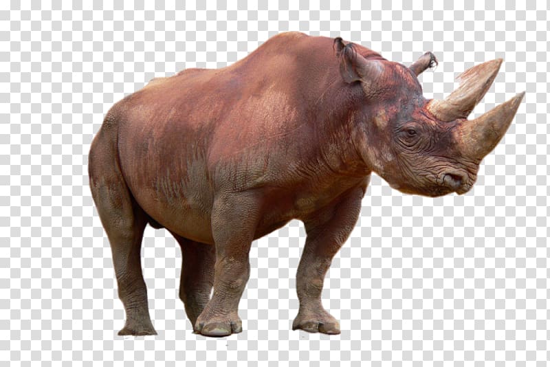 Black rhinoceros, HD animal rhino transparent background PNG clipart