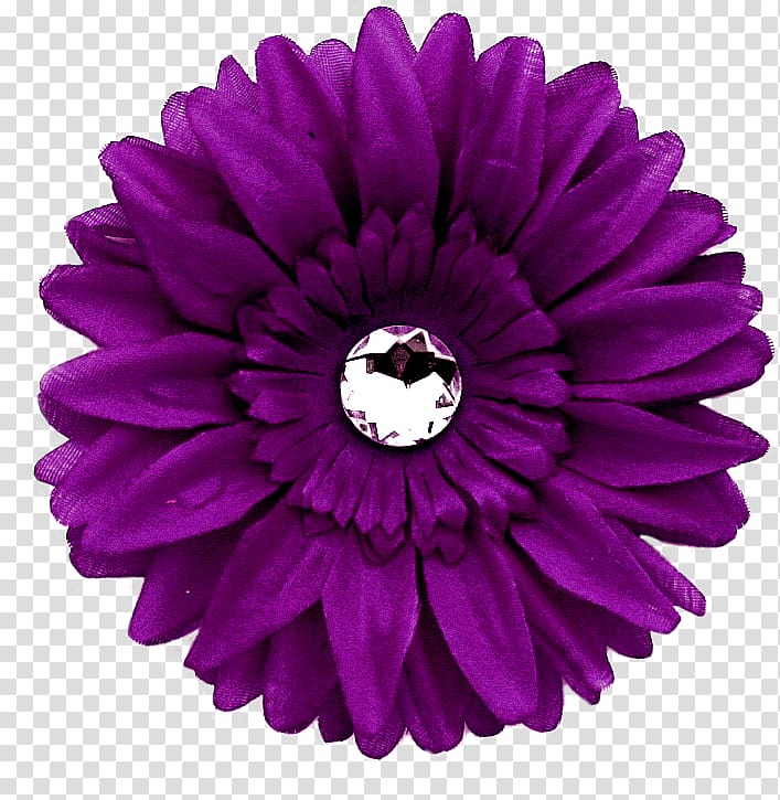 Transvaal daisy Purple Flower Common daisy , purple transparent background PNG clipart