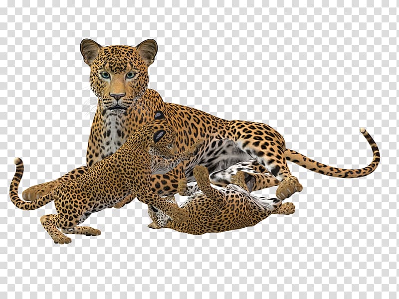 Cheetah Cat Leopard Felidae, cheetah transparent background PNG clipart