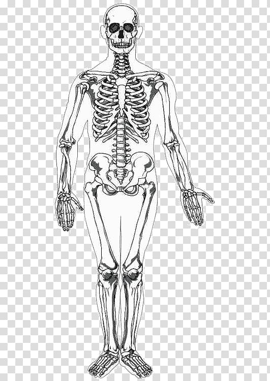 Human anatomy illustration art, Peripheral nervous system Nerve Human body  Central nervous system, nervous system transparent background PNG clipart