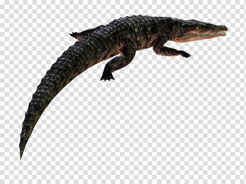Blog Animal Crocodiles Scape Caiman, COCODRILO transparent background PNG clipart
