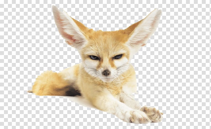 Fennec fox Sahara , Fennec Fox Pic transparent background PNG clipart