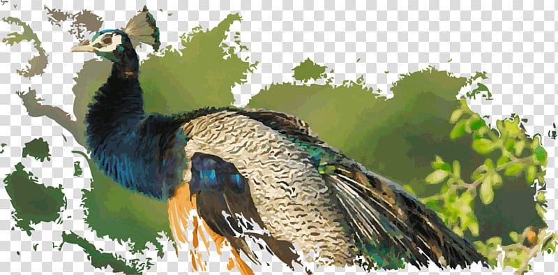 Duck Fauna Galliformes Beak Feather, duck transparent background PNG clipart