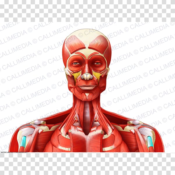 Muscle Head and neck anatomy Head and neck anatomy Muscular system, others transparent background PNG clipart