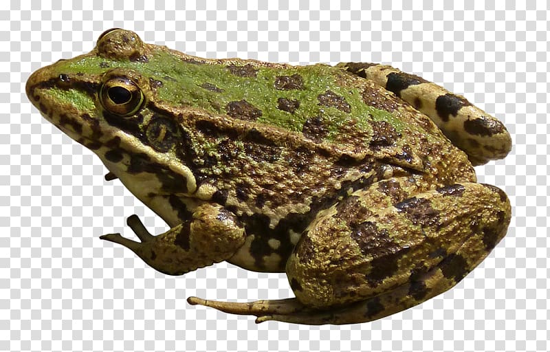 Frog New Guinea Computer file, Frog transparent background PNG clipart