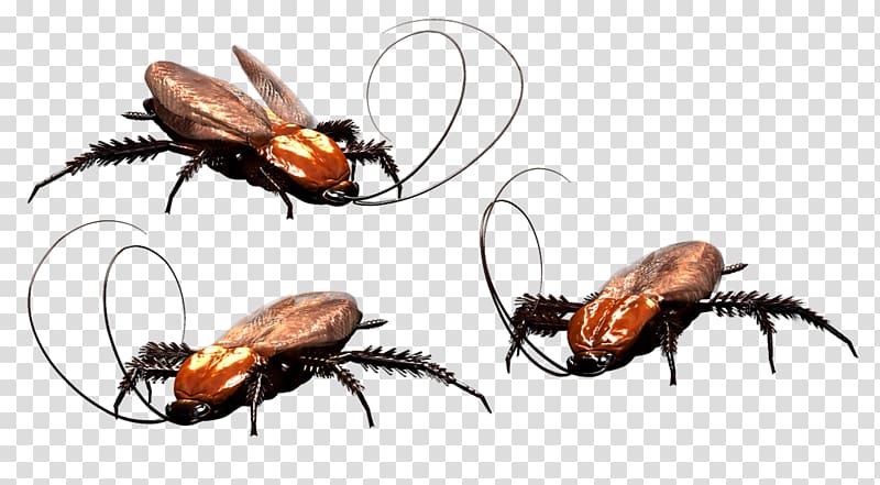 German cockroach Pest Control Blattodea, cockroach transparent background PNG clipart